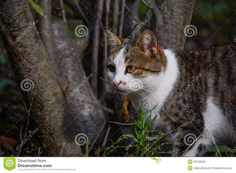 Hunting Cat Stock Photo Image Of Hunting Eyes Mammals 49138344