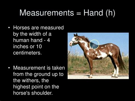 Ppt All About Horses Mrs Gilbreath Powerpoint Presentation Free