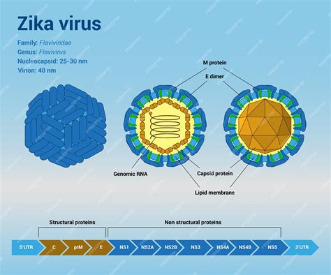Premium Vector The Structure Of Zika Virus Virion Particle And Genome