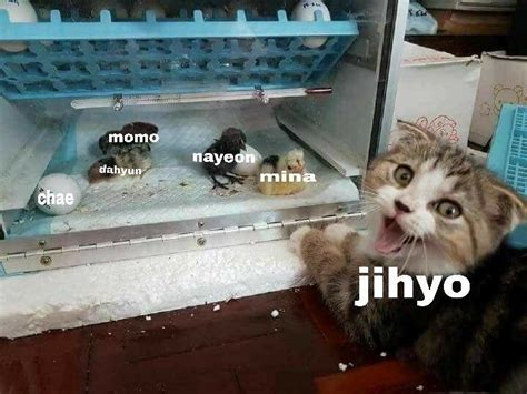 Twice As Cats Funny Kpop Memes Kpop Memes Jyp Artists