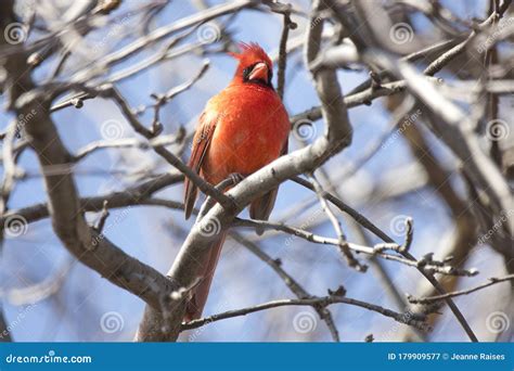 Northern Cardinal Male Singing In A Tree Stock Image Image Of