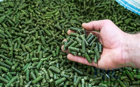 Why Does The Cattle Feed Pellet Plant Produce Alfalfa Pellets