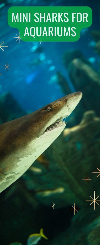 Mini Sharks For Aquariums In 2022 Small Shark Aquarium Sharks Shark
