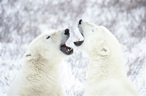 Polar Bears Playing In The Snow Photograph By Chris Hendrickson Pixels