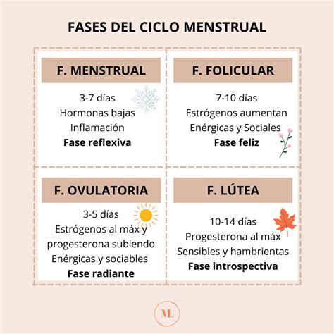 Ciclo Menstrual Y Sus Fases
