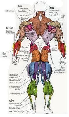 For example, the tibialis anterior is named after the part of the bone to which it is attached (the anterior portion of the tibia), and the names of the brachialis and brachioradialis muscles tell you that they are located in the arm because the word. human muscle anatomy diagram | Human Muscles Anatomy are given Latin names according to location ...