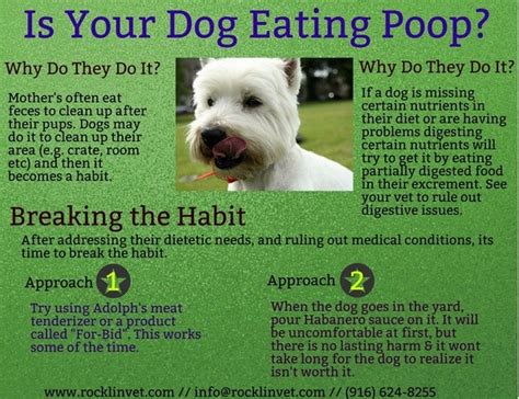 Do Puppies Outgrow Eating Poop Singapp