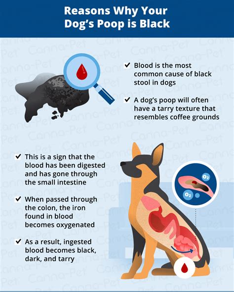 What To Do If Your Dogand039s Poop Is Black Canna Pet®