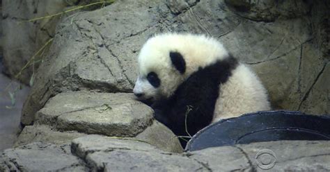 Bei Bei The Panda Cub Makes Public Debut Cbs News