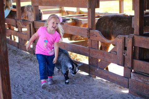 Petting Farm Westgate River Ranch Resort And Rodeo In