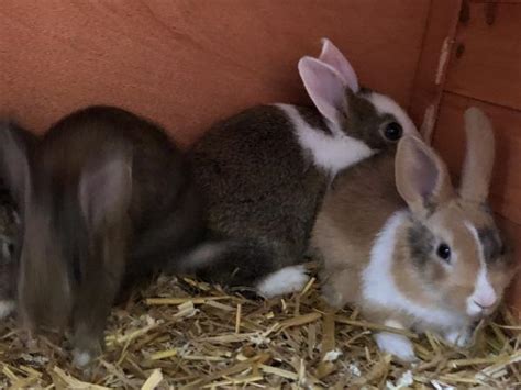 Mixed Breed Baby Rabbits Mixed With Pure Dutch For Sale In Corby