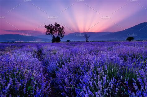 Beautiful Image Of Lavender Field Landscaping Images Lavender Fields