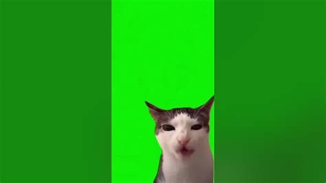 Crunchy Cat Meme Green Screen Template Youtube