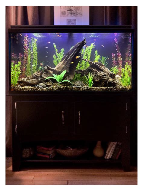 Small Freshwater Fish Tank Setup