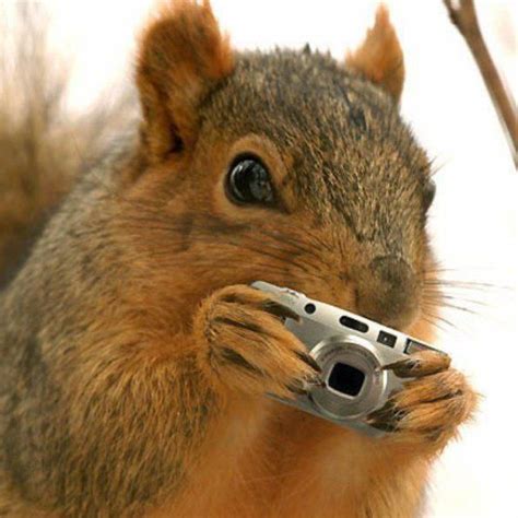 Animals With Cameras Wildography Squirrel Funny Squirrel Pictures