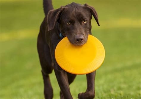 4 Best Dog Frisbee Discs For Fetch 24 Tested And Reviewed Dog Lab