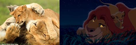 Mufasa And Simba Playing The Lion King Photo 37761694 Fanpop