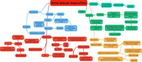 FisiologiaFMI Acto Sexual Masculino