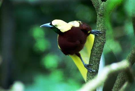 Birds Of Paradise Wild Animals News And Facts