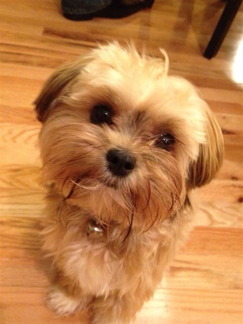 Ten Most Important Facts About The Shih Tzu Yorkie Mix The More