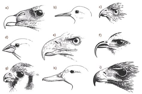 Birdbeakdiagrams1bmp With Images Bird Beaks Birds Of Prey Bird
