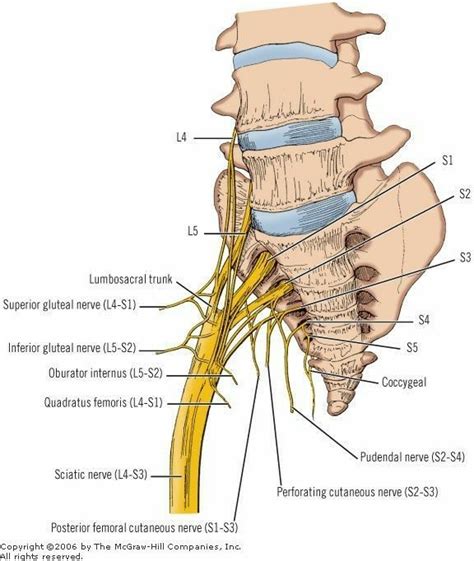 Pin By Emily Albright On Anatomia Nerve Anatomy Medical Anatomy Body Anatomy