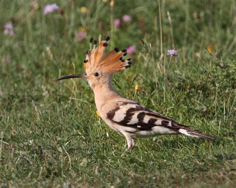 Birdmad Happy Hoopoe In Happy Valley