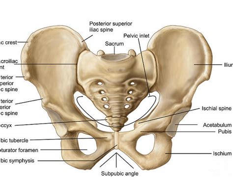 Anatomy Of Human Pelvic Bone Poster By Stocktrek Images