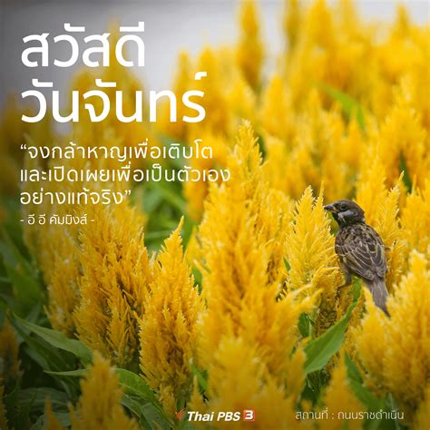 Tpbs operates thai pbs (ไทยพีบีเอส), which was formerly known as itv, titv and tv thai television station, respectively. ซุ้มดอกไม้ถนนราชดำเนิน - Thai PBS สวัสดีทุกสีวัน