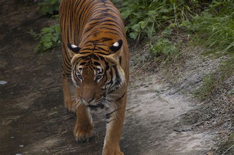Tiger Prowl Photograph By Sheri Heckenlaible Fine Art America
