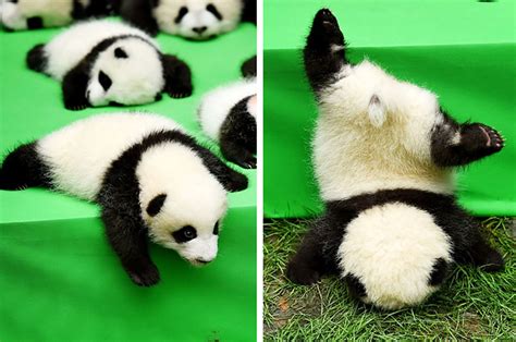 Incredible Compilation Of Over 999 Baby Panda Images In Stunning 4k