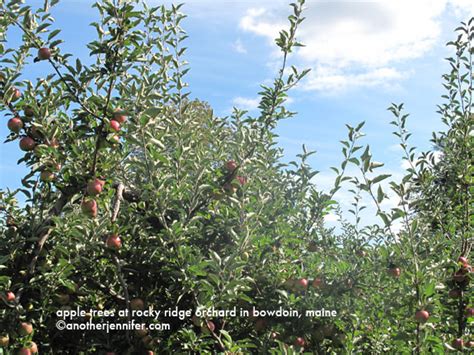 Wordless Wednesday Apple Trees At Rocky Ridge Orchard In Bowdoin Maine