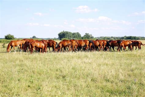 Herd Of Gidran Horses Eating Fresh Green Grass On Hungarian Meadow