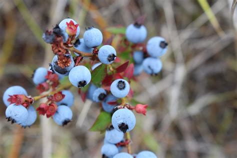 Where To Get Fresh Wild Blueberries Canadian Wild Blueberries