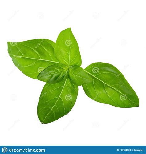 Green Basil Herb Leaves Isolated On White Background With Clipping Path