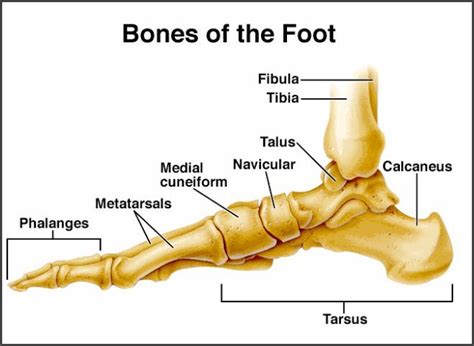 Skeletal System Teaching Resources and Downloads | Anatomy bones
