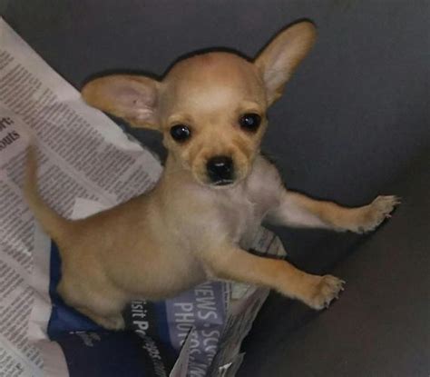Teacup Chihuahua Puppies For Sale In Fort Meade Florida Classified