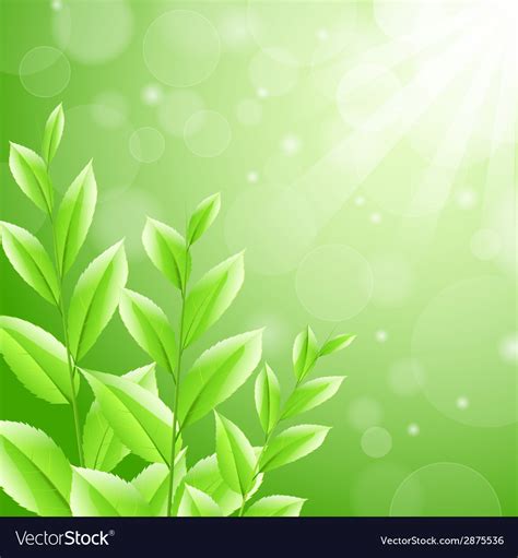 Background Green Tea Leaves Royalty Free Vector Image