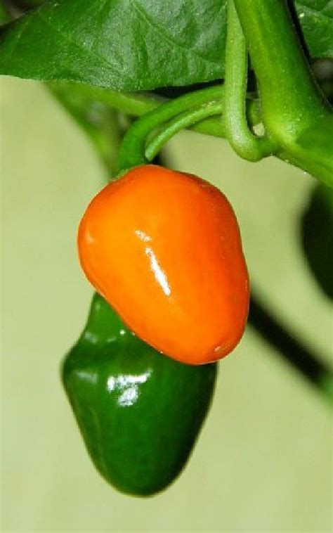 Polynesian Produce Stand Sweet Hot ~waialua Chili Pepper~ 50 Seeds