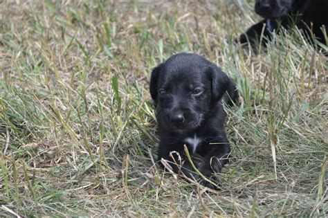 Black Lab Puppies For Sale Smaller Build