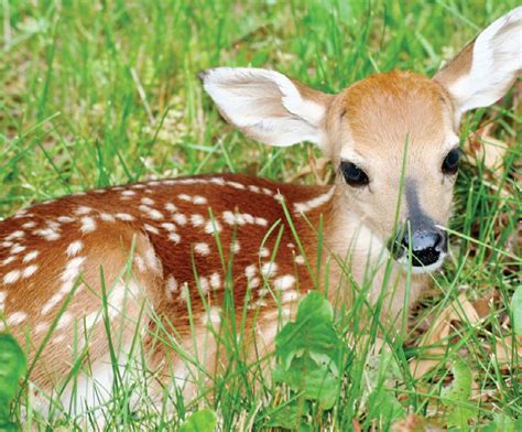 Leave Fawns Alone Says Biologists Jamestown Press