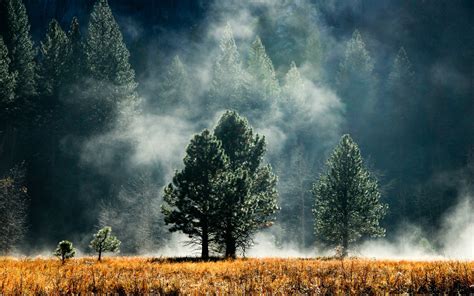 Mist Forest Sunlight Nature Landscape Wallpapers Hd Desktop And