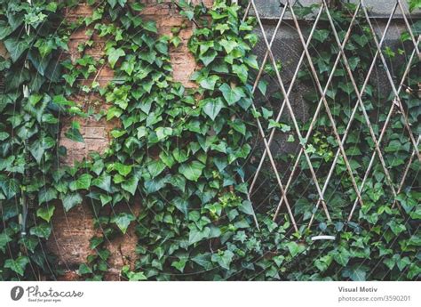Green Ivy Plant Climbing The Brick Wall And The Window Grille Of An