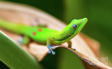 Hawaii Day Gecko Checking Out His Environment On A Sunny Day Photograph