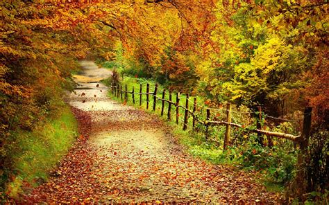 Autumn Pathway Fond Ecran Paysage Scènes Dautomne Paysage Automne