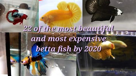 What is the most rare betta fish? 22 of the most beautiful and most expensive Betta fish by ...