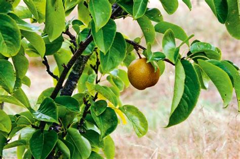 tips for growing nashi pears