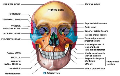 Anatomy Quiz Skull Anatomy And Physiology