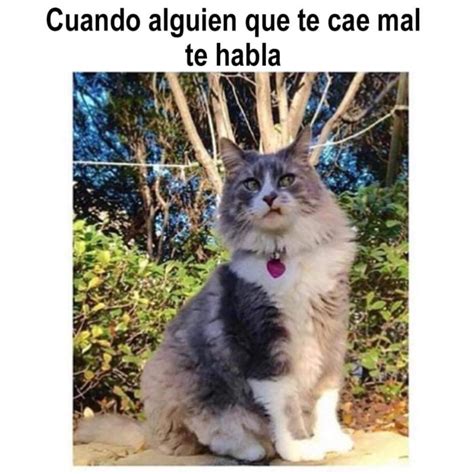 21 Divertidos Memes De Gatos Que Te Harán Decir Ese Soy Yo