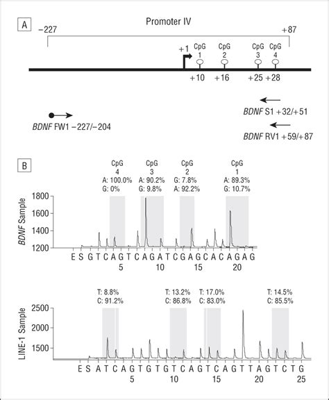 Increased Bdnf Promoter Methylation In The Wernicke Area Of Suicide